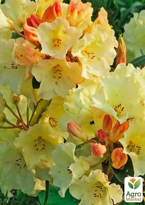 Саженец Agro-Market Рододендрон Goldkrone (49188) - фото 2