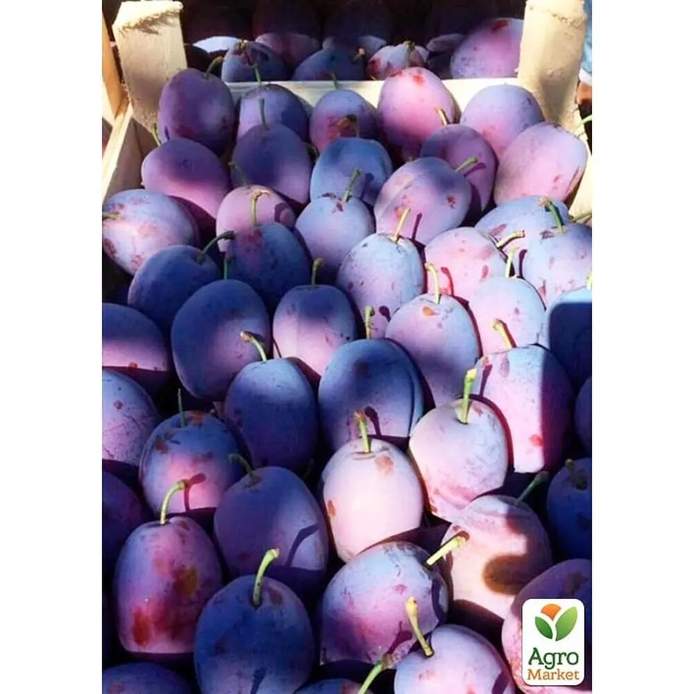 Саженец Agro-Market Слива Чачакская ранняя укоренена в контейнере (саженец 2 года) (178603) - фото 4