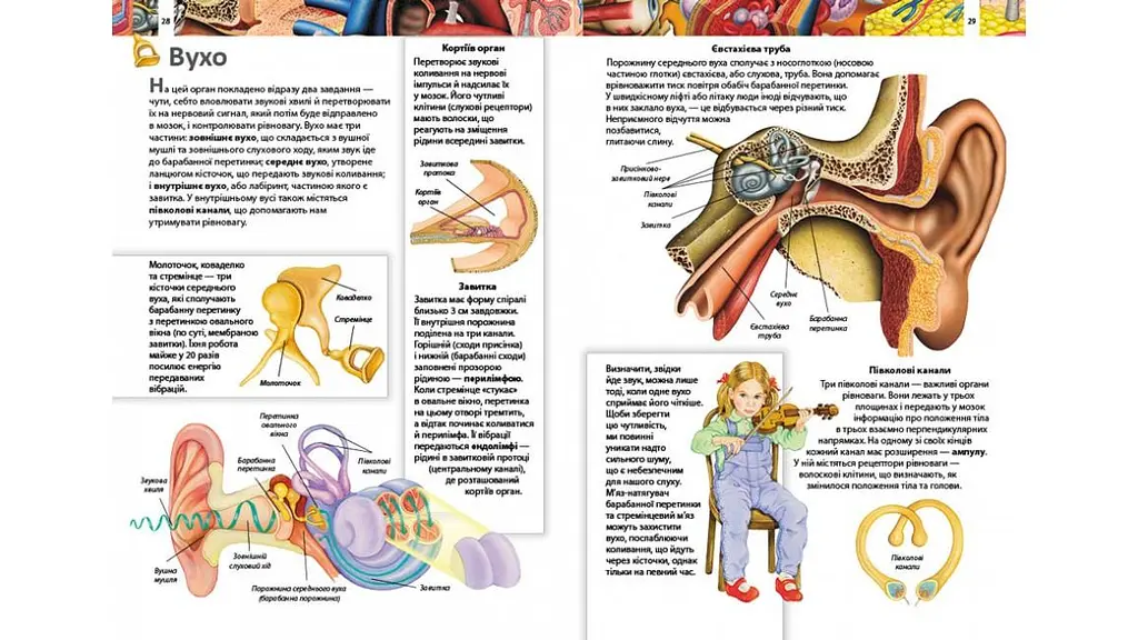Тіло людини. Дитяча енциклопедія (Улюблені автори) - фото 3