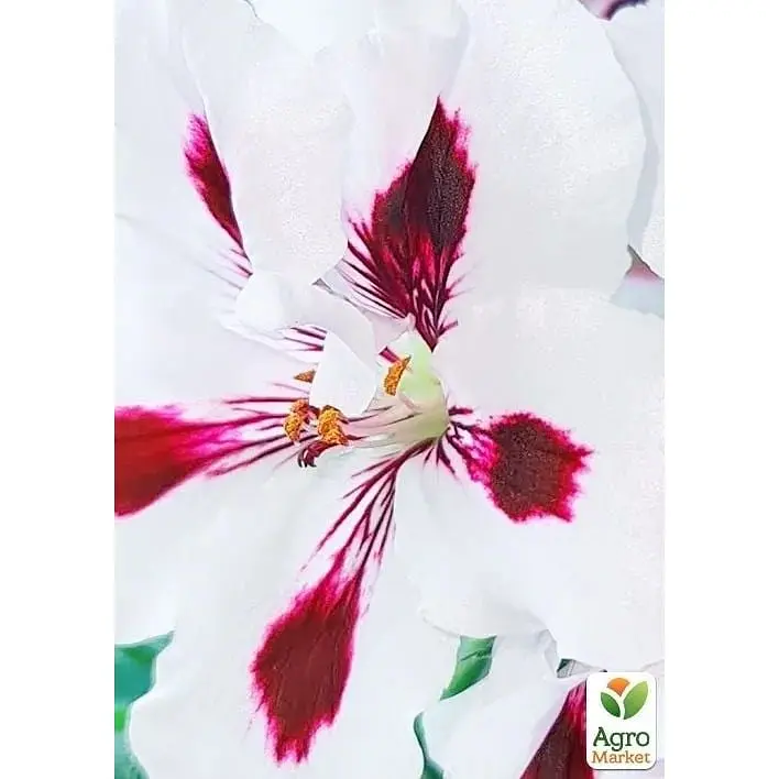 Саженец Agro-Market Королевская Пеларгония Aristo Purple Stripes (контейнер №10 высота 10-20 см) (177144) 1 шт. в упаковке - фото 3
