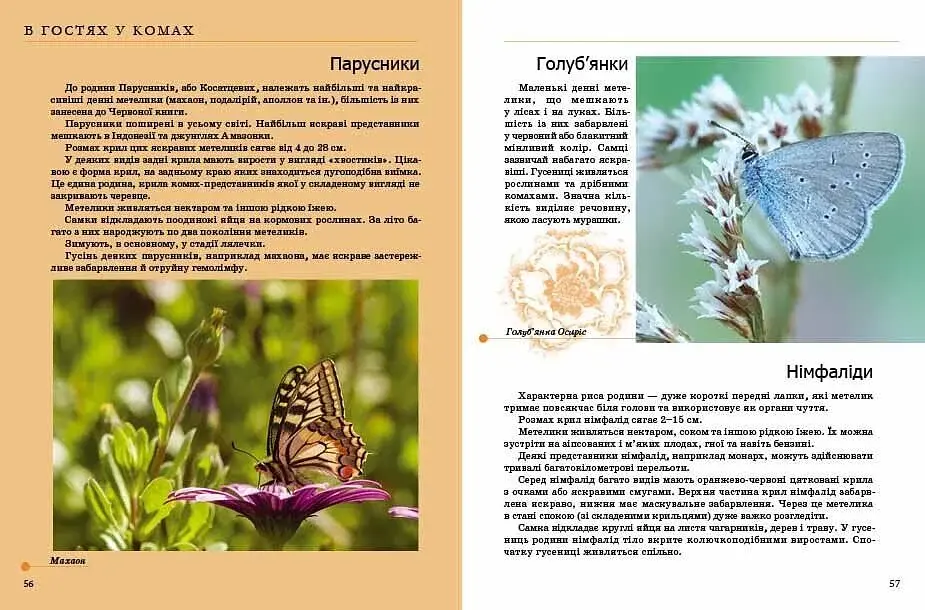 Комахи та інші - фото 3