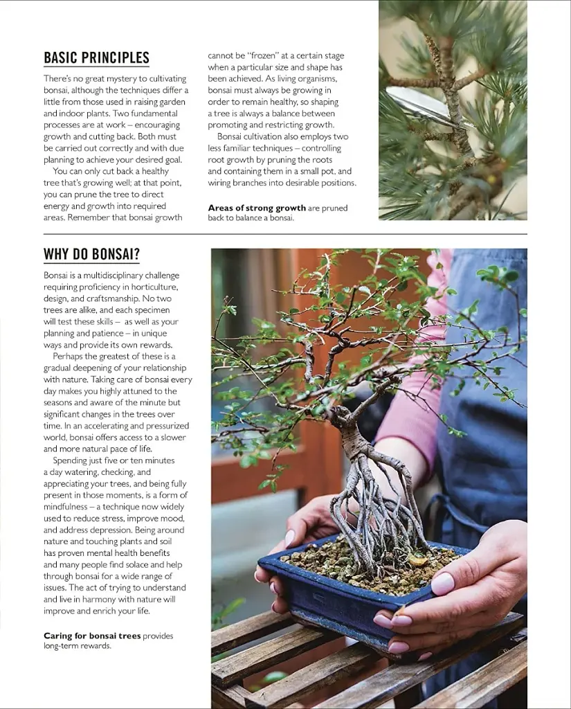 Grow Bonsai - фото 6