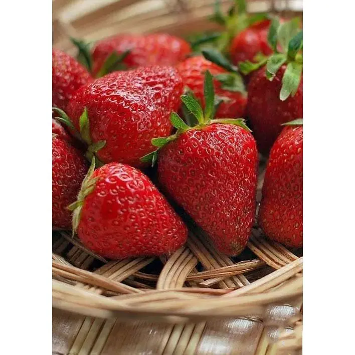 Саджанець Agro-Market Полуниця Хоней (Honey) 5шт (ранній термін дозрівання, стійкий до хвороб і шкідників) (23403) - фото 3