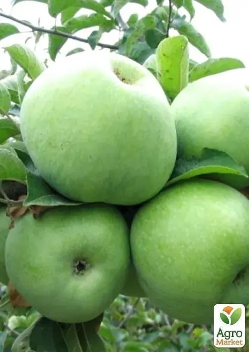Саджанець Agro-Market Яблуня Гренні Сміт (зимовий сорт, пізній термін дозрівання) 1 шт. в упаковці (23463) - фото 3