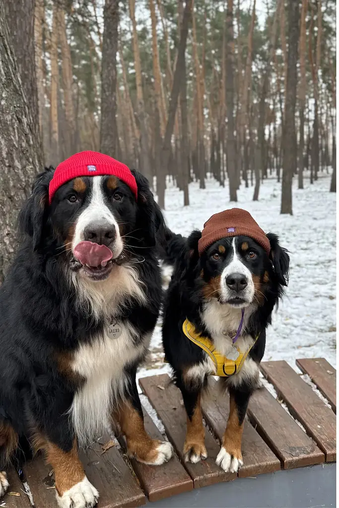 Шапка для собак Hat-Dog червона (XL) - фото 3
