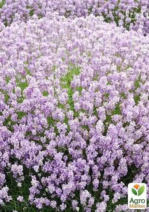 Саджанець Agro-Market Лаванда вузьколиста Rosea (48767) - фото 3