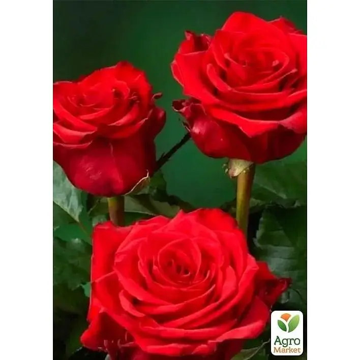 Роза чайно-гибридная Agro-Market Red Eagle саженец класса АА+ высший сорт 1 шт. в упаковке (181510) - фото 2
