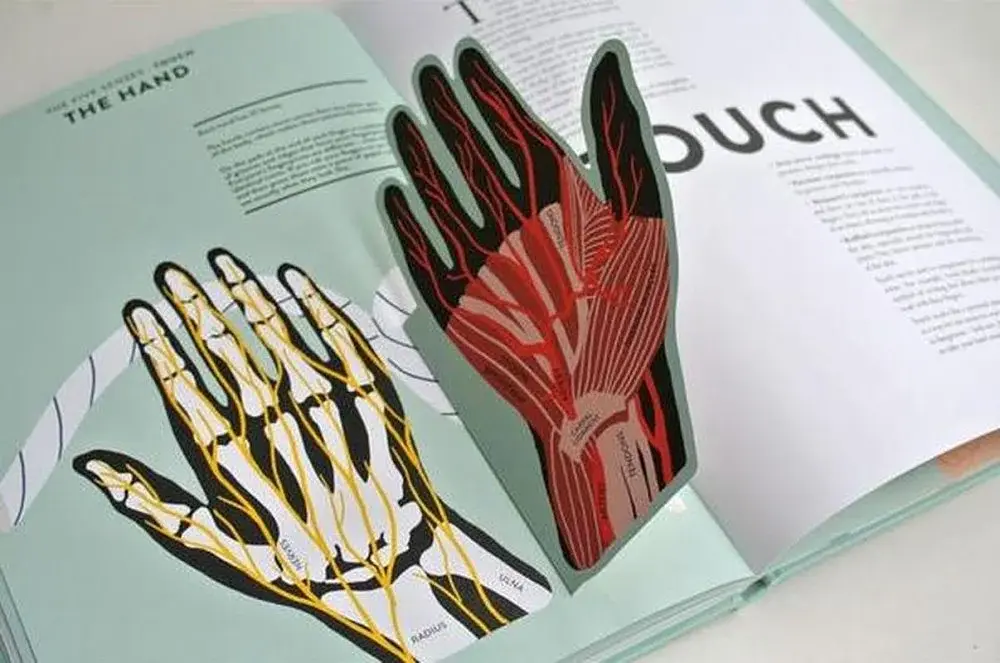 Anatomy. A Cutaway Look Inside the Human Body - фото 4