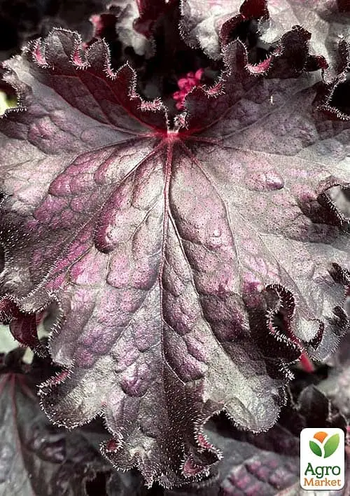 Саджанець Agro-Market Гейхера (Heuchera) Forever Midnight (181404) - фото 2