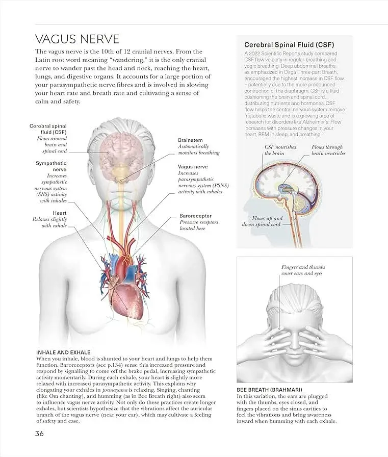 Science of Yoga. Understand the Anatomy and Physiology to Perfect Your Practice - фото 6