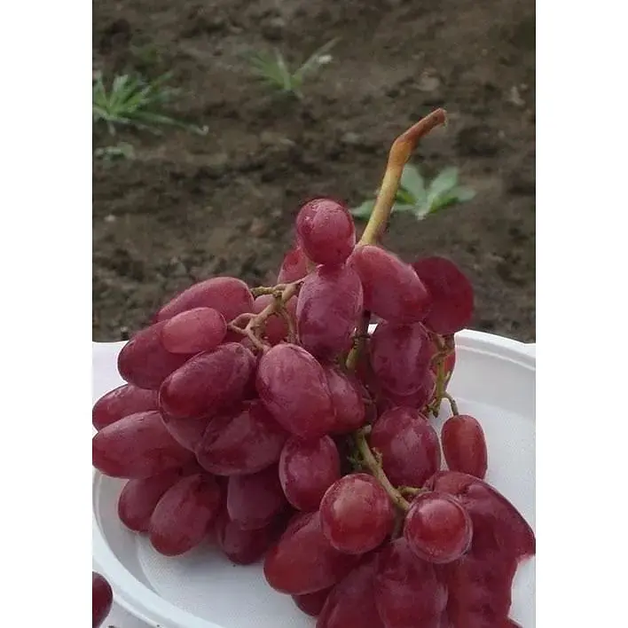 Саджанець Agro-Market Виноград Нащадок Різамата (дуже ранній термін дозрівання, морозостійкість висока до -25⁰С) 1 шт. в упаковці (36290) - фото 2