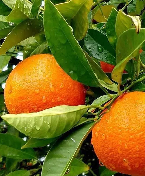 Саджанець Agro-Market Апельсин Гамлін (44381) 1 шт. в упаковці - фото 3