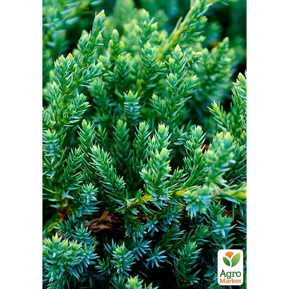 Саджанець Agro-Market Ялівець лускатий Blue Carpet горщик Р9 (25051) - фото 5