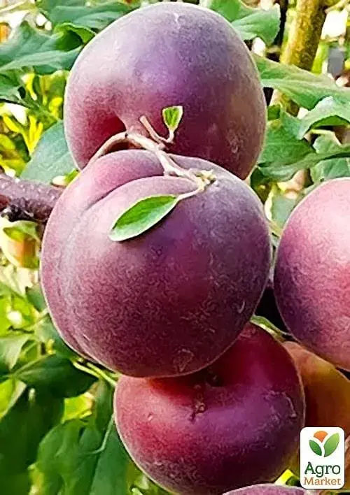 Саджанець Agro-Market Абрикос Мелітопольський чорний (літній сорт, середнього терміну дозрівання) 1 шт. в упаковці (71670) - фото 2