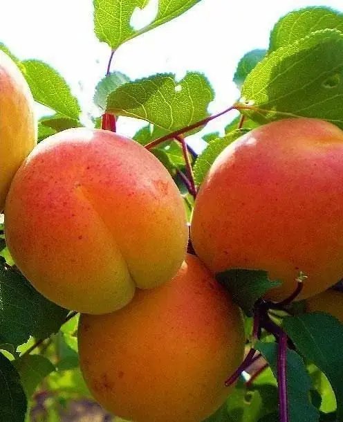 Саженец Agro-Market Абрикос Наслаждение® (летний сорт, средне-поздний срок созревания) (46280) 1 шт. в упаковке - фото 2