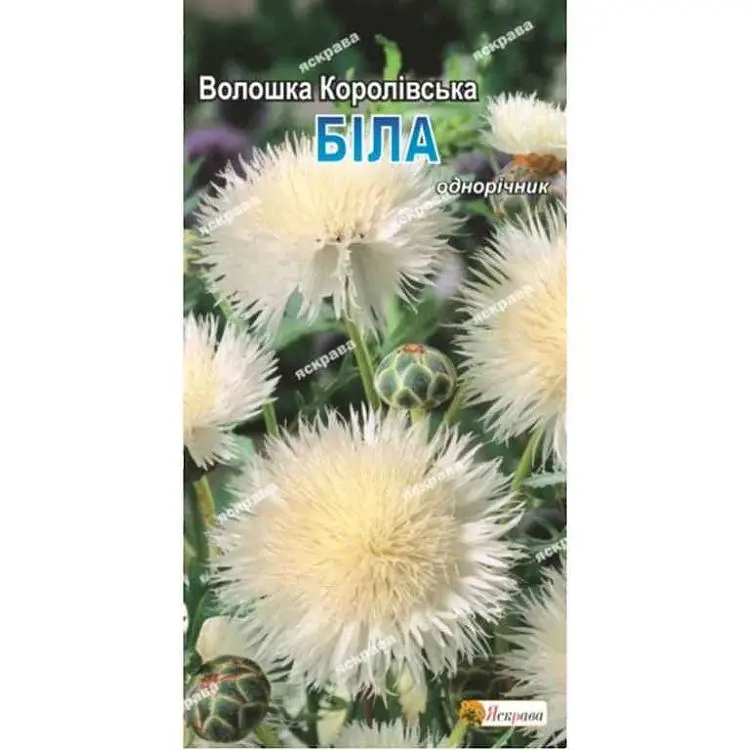 Волошка ЯСКРАВА Королівська біла (20 пачок) 0,5г