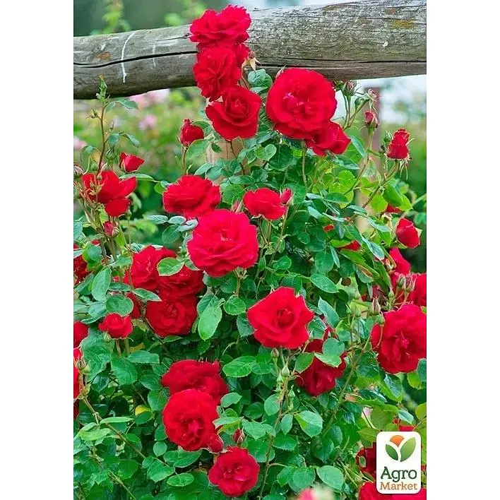 Роза плетистая Agro-Market The Prince's Trust саженец класса АА+ высший сорт 1 шт. в упаковке (178144) - фото 2