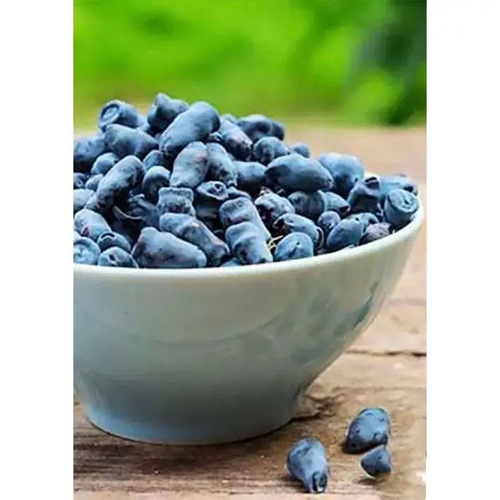Саджанець Agro-Market Жимолость Морена (ранній термін дозрівання, ягоди з куща не обсипаються) 1 шт. в упаковці (43974) - фото 4