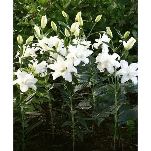 Цибулина Agro-Market Лілія Махрова Lotus Beauty (183891) 1 шт. - фото 2
