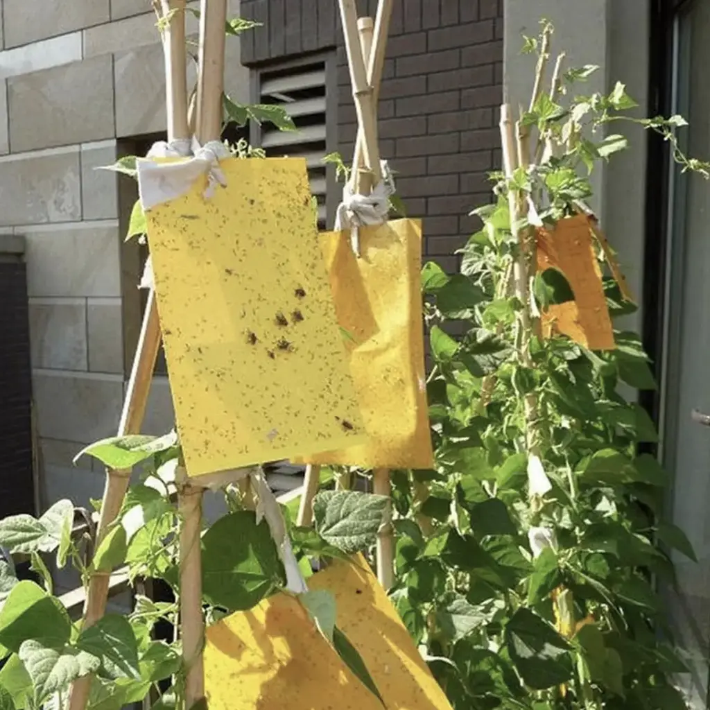 Ловушка сильная липкая доска от насекомых: тли вредителя, мух, комаров, белокрылки, 5 шт упаковка - фото 4