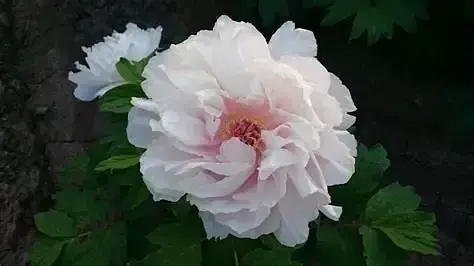 LULULUN Face Mask Shimane Peony омолоджуюча маска з коіксом та півонією, 7 шт - фото 3