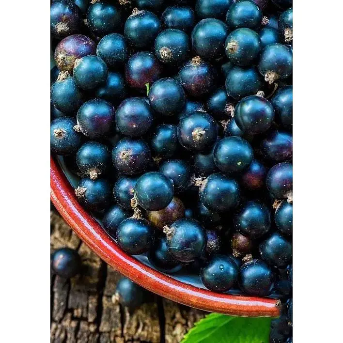 Саджанець Agro-Market Смородина чорна Ніва (середній термін дозрівання) 1 шт. в упаковці (46287) - фото 2