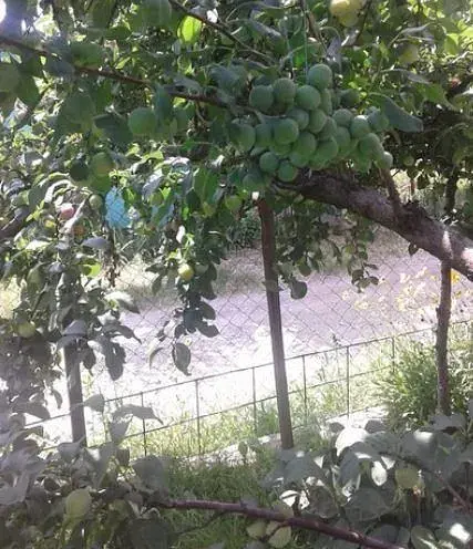 Саженец Agro-Market Слива Ренклод Альтана (летний сорт, средний срок созревания) 1 шт. в упаковке (15792) - фото 4