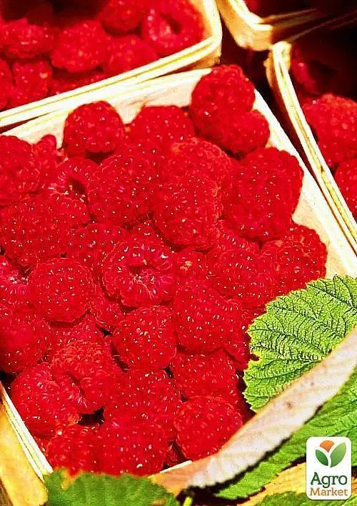 Саджанець Agro-Market Малинове дерево Королівська влада (преміальний сорт) 1 шт. в пакуванні (44444) - фото 3
