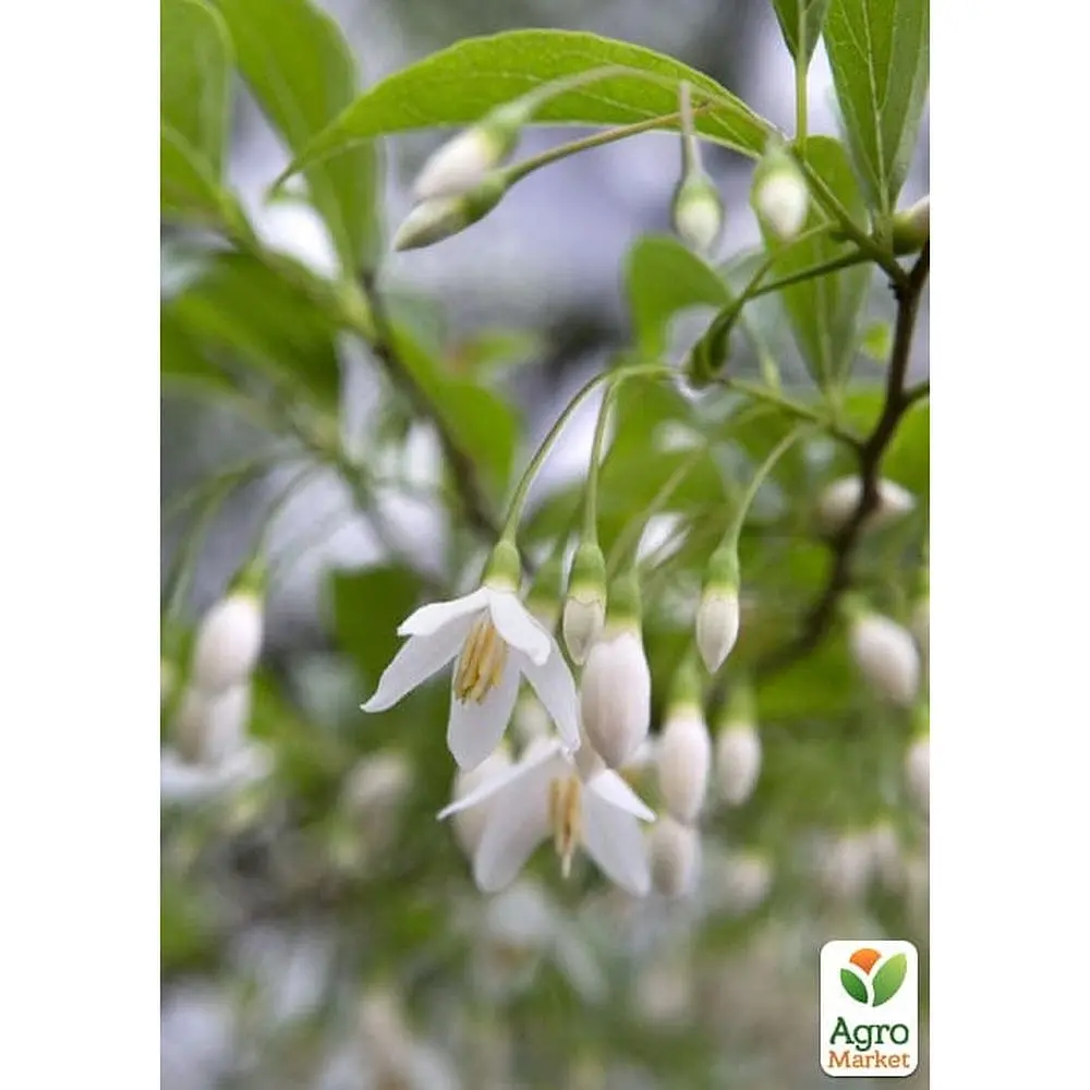 Саджанець Agro-Market Проліскове дерево Styrax japonicus (красиве, компактне, з ароматом пролісків) (181403) - фото 3