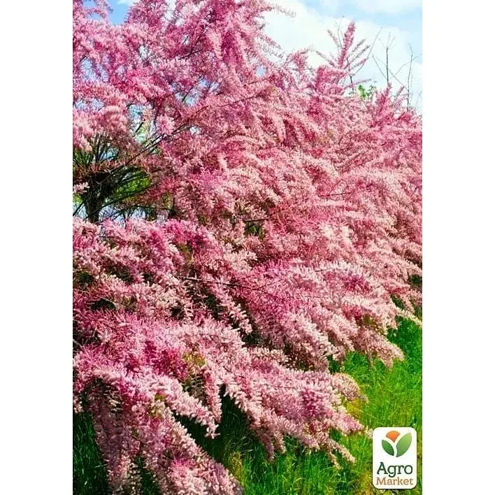 Саджанець Agro-Market Тамарікс гіллястий Pink Cascade (52517) 1 шт. в упаковці - фото 3