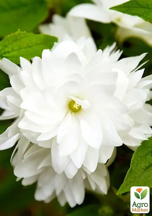 Жасмин гібридний садовий (чубушник) "Bouquet Blanc" С2 (175126) 1 саженец - фото 5