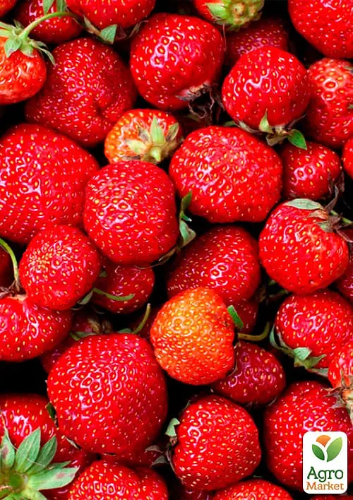 Саджанець Agro-Market Полуниця Зенга Зенгана (Senga Sengana) (середньо-пізній термін дозрівання) 5 шт. в пакуванні (40395) - фото 2