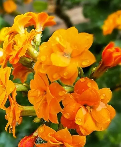 Саженец Agro-Market Каланхое Блоссфельда Orange (Kalanchoe Blossfeldiana) (50628) 1 шт. в упаковке - фото 2