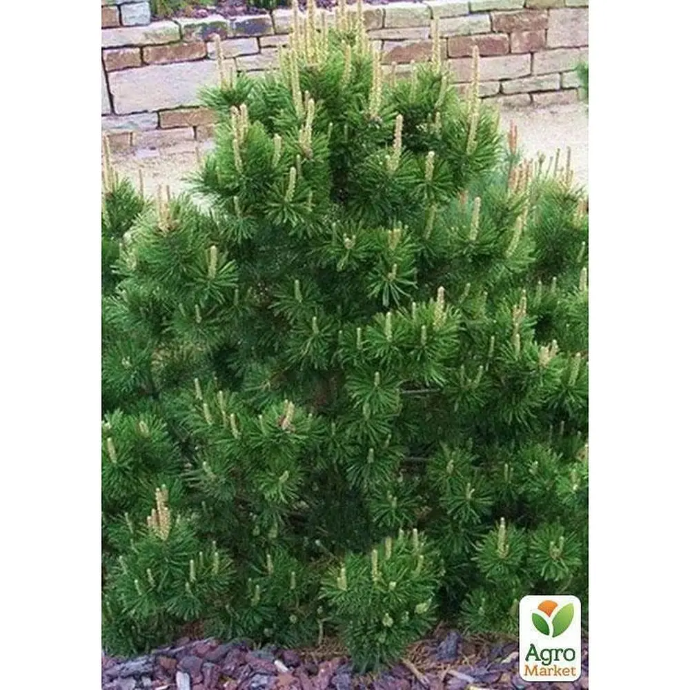Саджанець Agro-Market Сосна гірська карликова Montana (Pinus Mugo) горщик P9 (49231) - фото 2