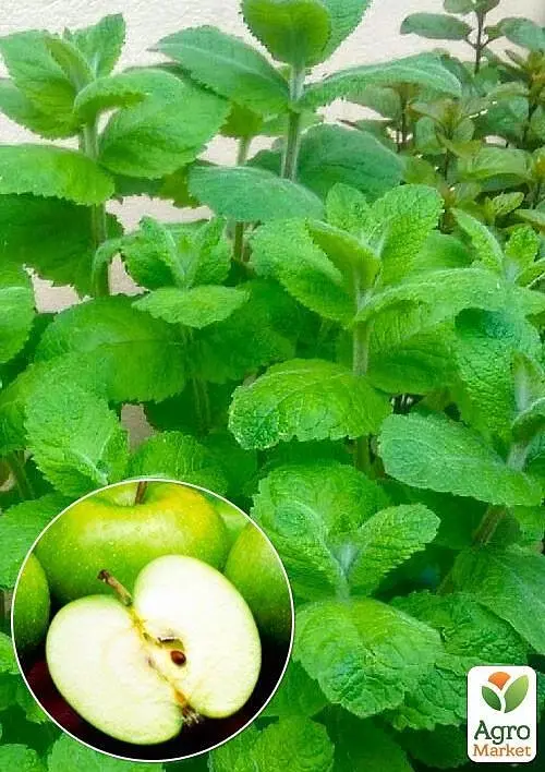 Саджанець Agro-Market М'ята Яблучна Mentha Rotundifolia (контейнер Р9, Корневище) 1 шт. в упаковці (49186) - фото 3