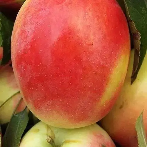 Саджанець Agro-Market Яблуня Кандиль синап (осінній сорт, середній термін дозрівання) (46268) 1 шт. в упаковці - фото 2