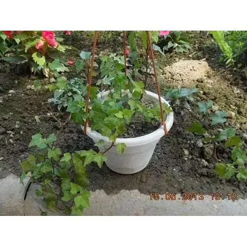 Саженец Agro-Market Плющ обыкновенный (44214) 1 шт. в упаковке - фото 3