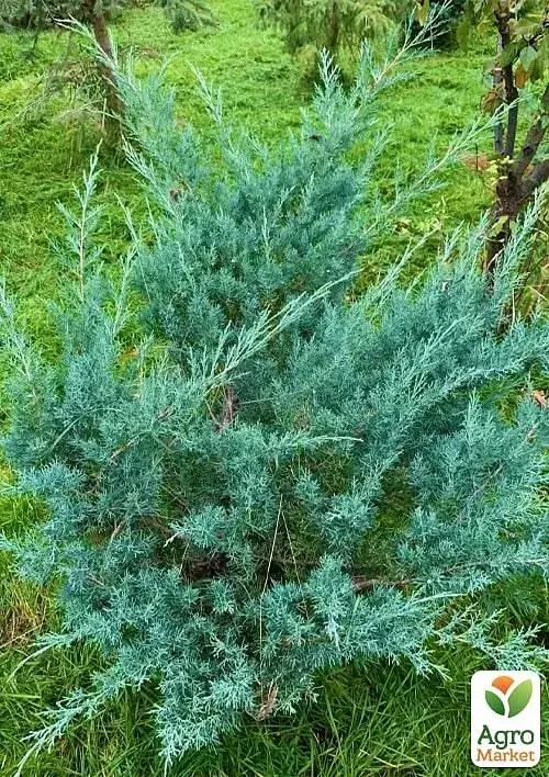 Саджанець Agro-Market Ялівець віргінський Grey Owl С3 висота 30-40 см 1 шт. в упаковці (71815) - фото 2
