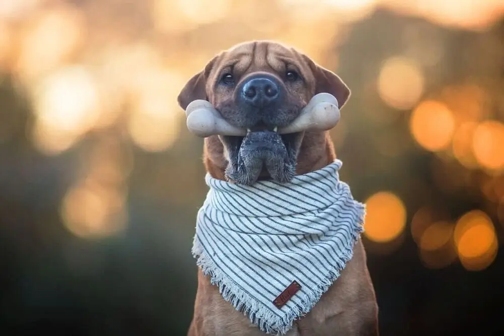 Жувальна кістка для собак Pet Qwerks BarkBone BBQ з ароматом барбекю - фото 5