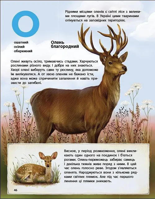 Живий світ України. Тварини та їх родичі в природі й у книжках - Наталія Коваль - фото 7