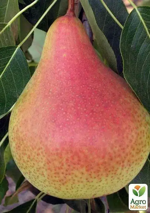 Саженец Agro-Market Груша Осень Буковины (осенний сорт, средний срок созревания) 1 шт. в упаковке (35449) - фото 2