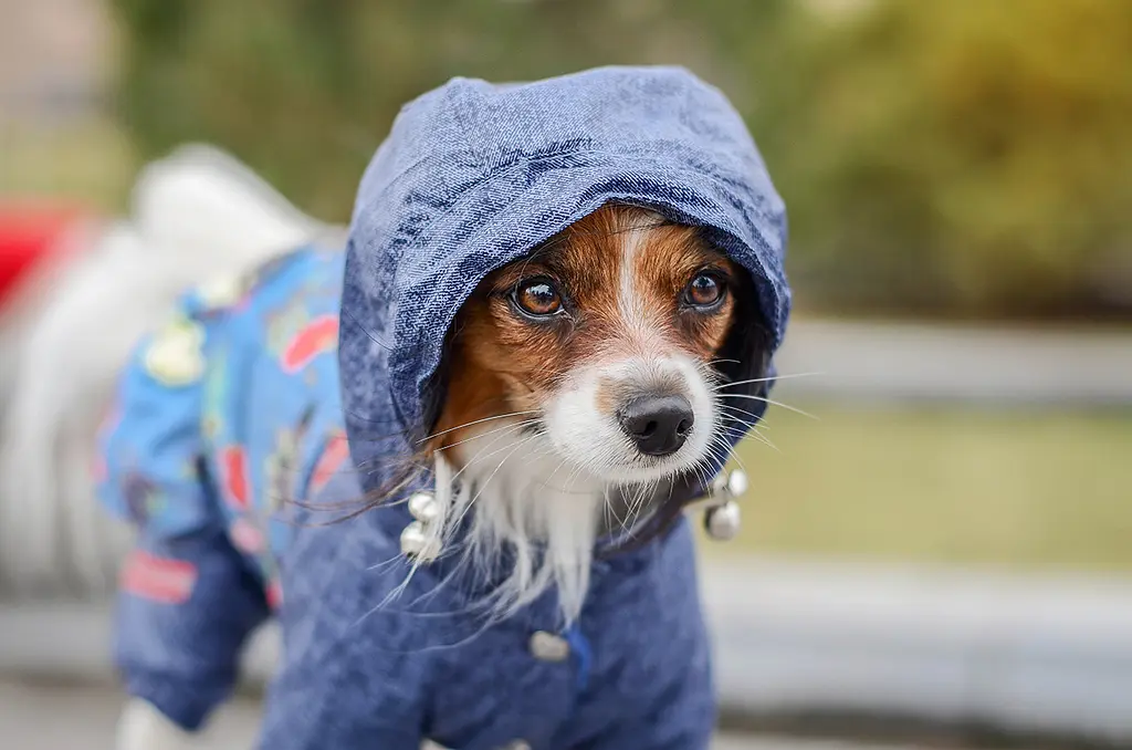 Комбінезон Smart Pet Роуз - фото 6