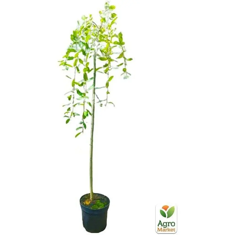 Саджанець Agro-Market Верба плакуча на штамбі Kilmarnock (висота 1.2-1.3м) (62465) - фото 2