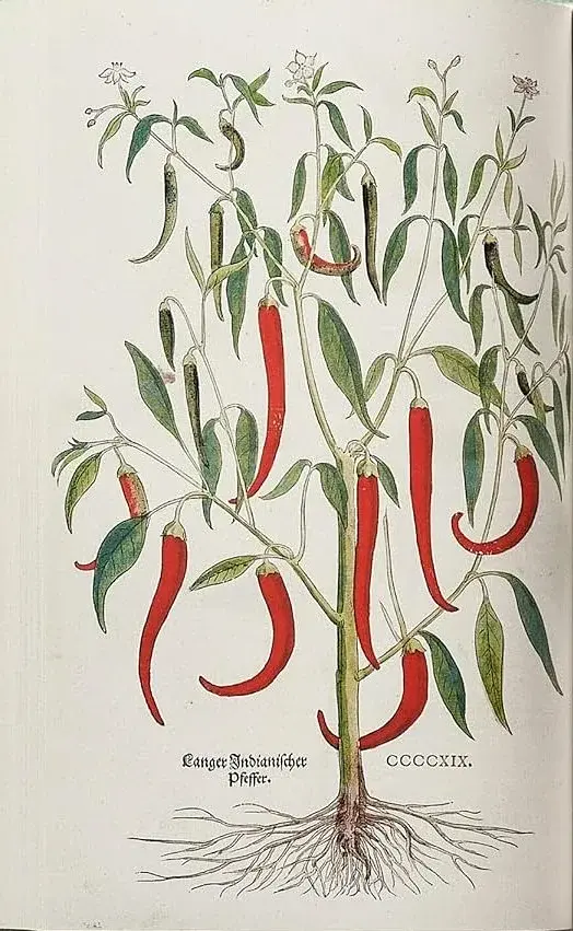 Leonhart Fuchs. The New Herbal - фото 8