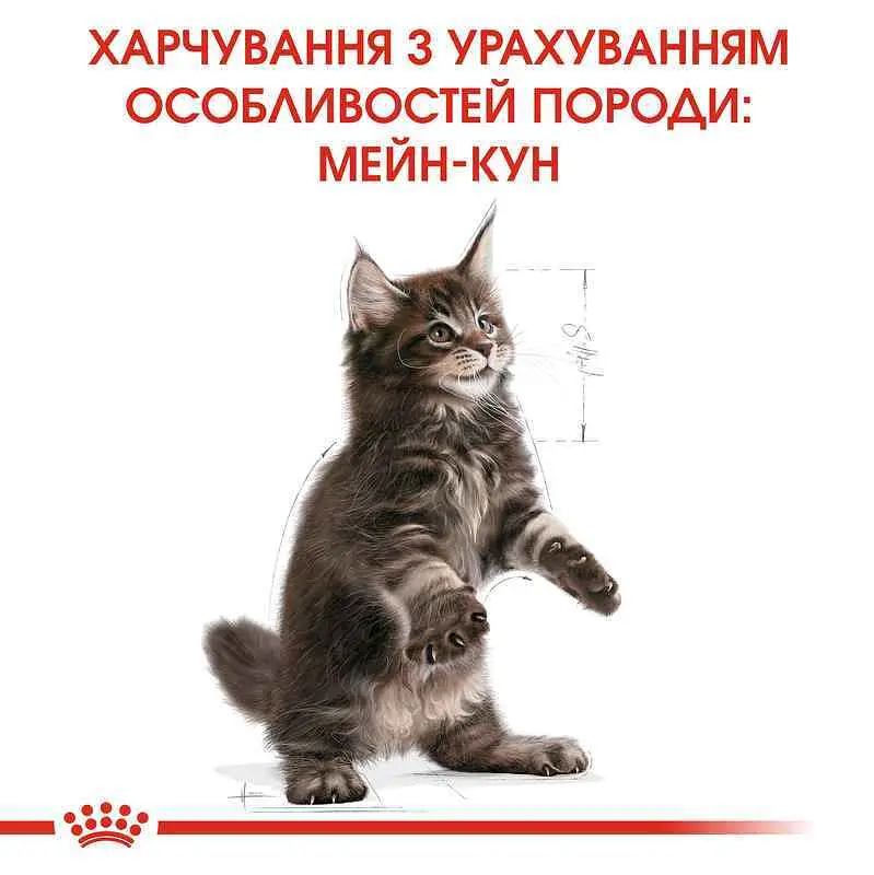 Сухой корм для котят до 15 месяцев породы мейн-кун Royal Canin Maine Coon Kitten с курицей 2 кг - фото 3