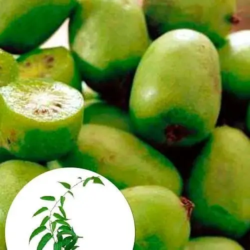 Саджанець Agro-Market Актинідія золотисто-зеленого відтінку Тиха Гавань (Quiet harbor) (преміальний, плодоносний, самозапильний, морозостійкий сорт) (47684) 1 шт. в упаковці - фото 3