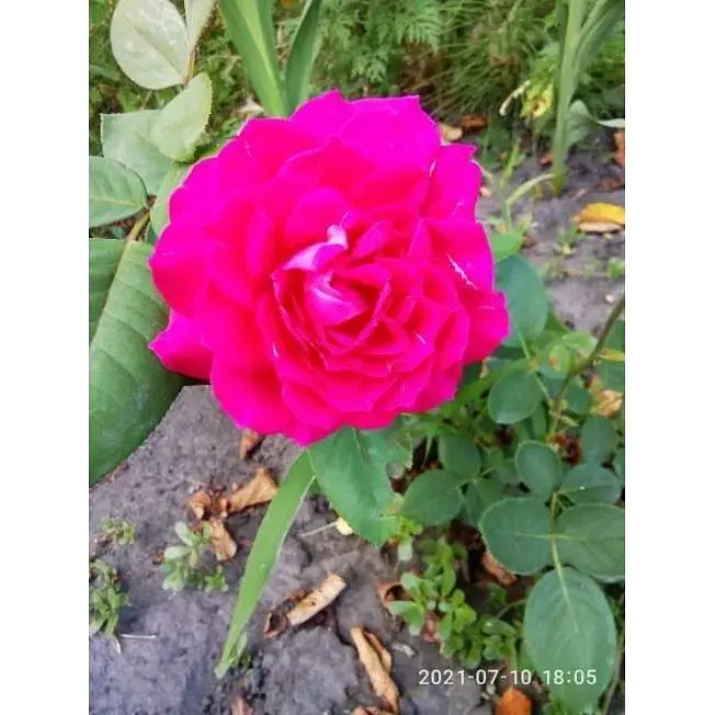 Саджанець Agro-Market Троянда паркова Дивовижна місіс Майзель (The Amazing Mrs. Mayzel) (клас АА +) (45973) 1 шт. - фото 5
