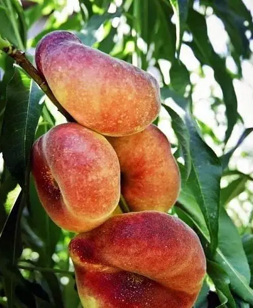 Саженец Agro-Market Желтый персик с ярким румянцем Тропический рай (Tropical paradise) (английская селекция, премиальный высокоурожайный сорт) (39930) 1 шт. в упаковке - фото 5
