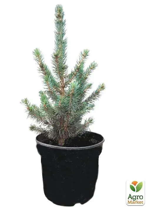 Саженец Agro-Market Ель колючая голубая Super Blue Seedling S3 высота 35-45 см 1 шт. в упаковке (62746) - фото 3