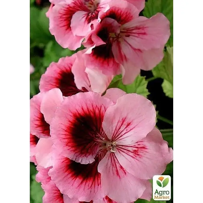 Саженец Agro-Market Пеларгония Королевская Aristo Fabiola (контейнер №10 высота 10-20 см) (49107) 1 шт. в упаковке - фото 2